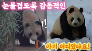 에버랜드 판다월드🫢눈물겹도록 감동 아여사님 루이 후이 를 애타게 찾고있어요