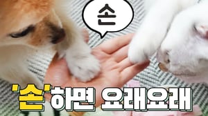 고양이에게 '손' 가르쳐주는 강아지 포메라니안(고양이 손훈련)