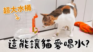 【黃阿瑪的後宮生活】這能讓貓愛喝水？用水桶自製飲水器！