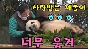 에버랜드 판다월드 🤓🧐막둥이 후이바오 좀 말려주세요 엄마 힘들겠어요 😭
