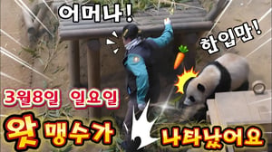 에버랜드 판다월드 3월 8일 현장에서 😲후야는 🥕 당근을 달라고 💥맹수가 되었어요 무슨일이죠?!