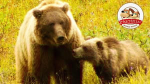 【超貴重世界初映像】グリズリーがリスを追いかけて捕まえるまで1カットで撮った【どうぶつ奇想天外／WAKUWAKU】
