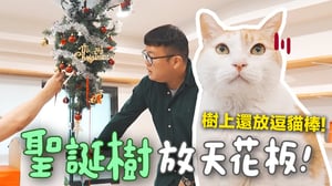 【黃阿瑪的後宮生活】聖誕樹放天花板！樹上還放逗貓棒！