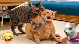 The Funniest Cats and Dogs Videos of 2024! 🤣🐶Funny Dogs and Cats Make You Unable To Stop Laughing😻🐶