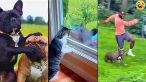 Funny ANIMALS videos 😂 Funniest CATS😺and DOGS🐕 2024