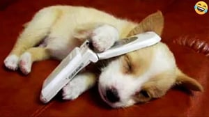 Funny ANIMAL videos😊Funniest CATS🐈and DOGS🐕 2024