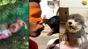Funny ANIMALS videos 😂 The Funniest CATS😺 and DOGS🐶 2024