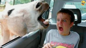 Funny ANIMALS videos😂 Funniest CATS🐱 and DOGS🐶 2024