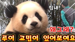 에버랜드 판다월드 🤫쉿 !루이는 갑자기 한곳을 바라보며 고민이 있어보였어요
