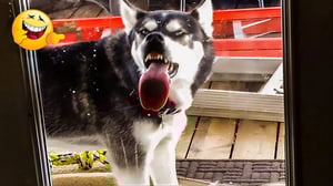 FUNNIEST Pets of 2024! 🤣 TOP Videos of the YEAR