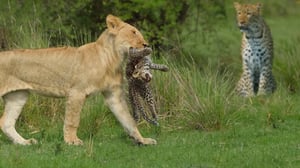 一見安全そうに見えたヒョウの子は、再び危険にさらされています- 母ヒョウは、子がライオンに食べられるのを無力に見ています