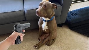 Funny Cats and Dogs Videos 😹🐶 The Funniest Animal Videos of 2024!