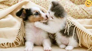 Funny ANIMALS videos😊Funniest CATS😺 and DOGS🐶 2024