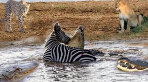 シマウマは恐ろしいハンターたちに対して勇敢に戦い、奇跡的に死を免れた
