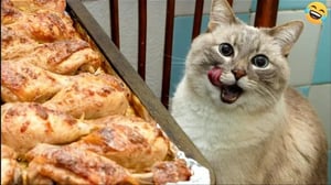 Funny Animals videos😊Funniest Cats😼and Dogs🐶 2024