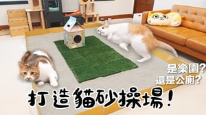 【黃阿瑪的後宮生活】打造貓砂操場！是樂園還是公廁？