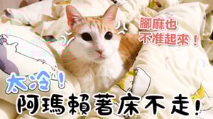 【黃阿瑪的後宮生活】太冷！阿瑪賴著床不走！