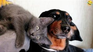 Funny ANIMALS videos 😂 Funniest CATS 😺 and DOGS 🐶 2024