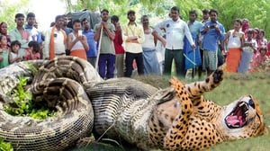 ヒョウは全力を尽くしましたが、それでも巨大なニシキヘビの力から逃れることはできませんでした