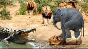 ライオンが攻撃的な獲物に敗北する信じられない瞬間