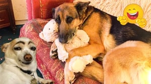 When Pets Turn a Bad Mood Into the Funniest One! Cats and Dogs in Their Most Hilarious Video Moments