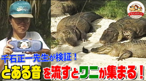 【千石先生が検証】ワニは〇〇の音を流すと集まってくる！ワニだらけの公園で意外な一面を発見【どうぶつ奇想天外／WAKUWAKU】