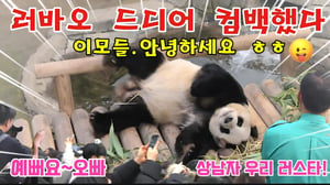 에버랜드 판다월드 오후에 러스타 힘차게 컴백했다!😃😀축하축하