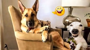 The Ultimate Cats & Dogs Compilation 😹🐶 Funniest Animal Videos for Non-Stop Laughs