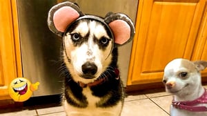 DOGS are the FUNNIEST creatures on Earth 😂 NEW Funny Dog Videos