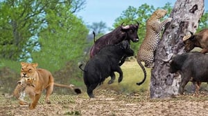 不運すぎます - 母ヒョウが水牛を狩っている間に、子供ヒョウがライオンにさらわれました