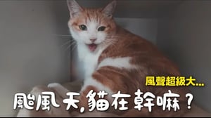【黃阿瑪的後宮生活】颱風天貓在幹嘛？風聲超大...還漏水