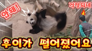 에버랜드 판다월드 💥맙소사!우리 후이는 왜이렇게 떨어질까요!할부지 걱정되게 😭