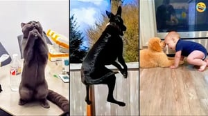 Funny ANIMALS videos 😂 Funniest CATS😺 and DOGS🐶 2024
