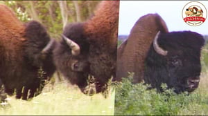 【北アメリカ最大の哺乳類】バッファロー？バイソン？本当の名前は…!?激しくツノを突き合わせてオス同士が争うアメリカバイソンの大図鑑【どうぶつ奇想天外／WAKUWAKU】