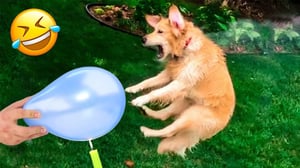 Funniest Cats | Don't try to hold back Laughter | Cutest Lands Part 86