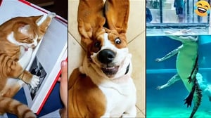 Funny ANIMALS videos 🤣 Funniest CATS😺 and DOGS🐶 2024