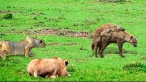 死が迫る！ハイエナはライオンキングの領土で自らの命を奪った