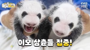 푸바오 닮은 쌍둥이는 과연 누구일까??👀 | #바오바오 EP.4 쌍둥이를 구별해요✎ | 에버랜드 판다월드
