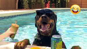 Smartest Pets Ever Super Smart Pets Compilation😂I Would Die Laughing For These Dogs