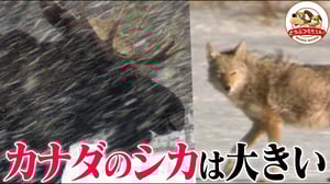 【体重800kgも】日本より断然大きいカナダのシカたち！コヨーテに狙われて旗を振りながら逃げる姿が面白い【どうぶつ奇想天外／WAKUWAKU】