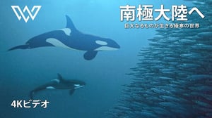 南極大陸へ | 巨大なるものが生きる極寒の世界 | 自然動物ドキュメンタリー