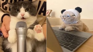 Funniest Cats | Don't try to hold back Laughter | Cutest Lands Part 49