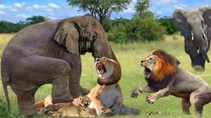 四方八方からライオンに襲われる - 母象は最善を尽くしたが子象を救えなかった