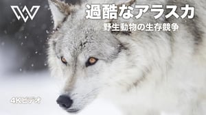 過酷なアラスカ｜野生動物の生存競争 | 動物ドキュメンタリー