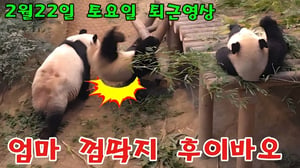 에버랜드 판다월드 2월 22일 토요일 퇴근영상 엄마 껌딱지 후이바오