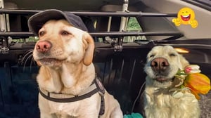 Smartest Pets Ever   Super Smart Pets Compilation😂😂Best Of The 2024 Funny Animal Videos 😻🐶