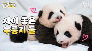 [ENG] 주문하신 아기바오 나왔습니다💛 | #바오바오 EP.9 누룽지가 좋아요 | 에버랜드 판다월드