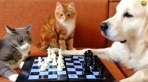 Funny ANIMALS videos 😅 Funniest CATS😺 and DOGS🐕 2024
