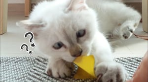 고양이 캣닢 버금가는 잎을 찾았어요!