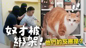 【黃阿瑪的後宮生活】奴才被綁架！貓咪們的反應是？